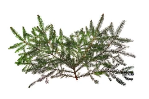 Spruce branches isolated on white background. Stock Photos
