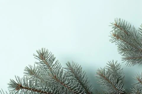 Spruce branches on a light blue one. Christmas minimalism. Stock Photos