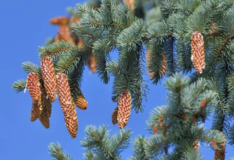 The Spruce branches with lots of cones Stock Photos