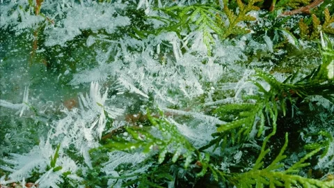 Spruce branches melt in the spring snow. Video stock 139487495