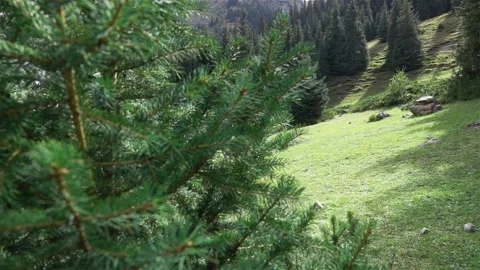 Spruce branches in the mountains Stock-Footage 138867074
