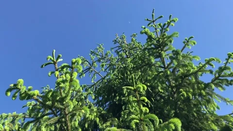 Spruce branches moved by the wind on a clear blue sky Stock Footage 154268381