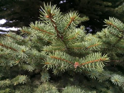 Spruce branches for the new year Stock Photos