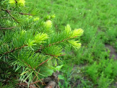 The spruce branches Foto stock