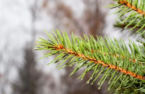 Spruce branches Stock Photos