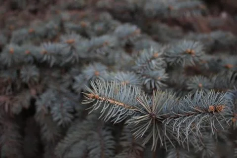 Spruce branches Stockfoto's