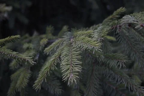 Spruce branches Stockfoto's