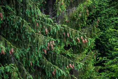 Spruce branches Stock Photos