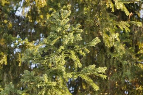 Spruce branches Stock-Fotos