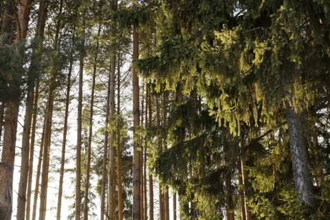 Spruce branches Stock Photos