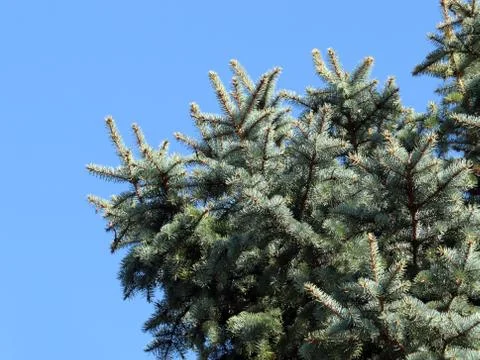 Spruce branches Stock Photos