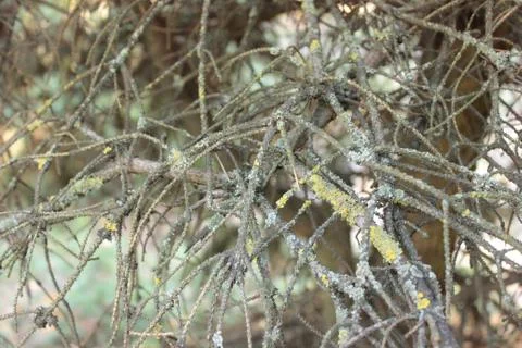 Spruce branches Stock Photos