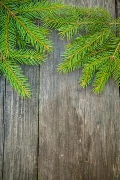 Spruce branches Stock Photos