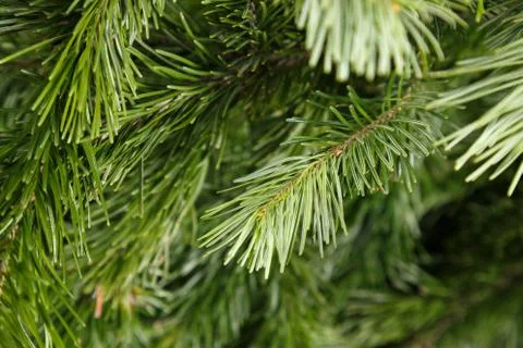 Spruce branches Stock Photos