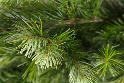 Spruce branches Stock Photos