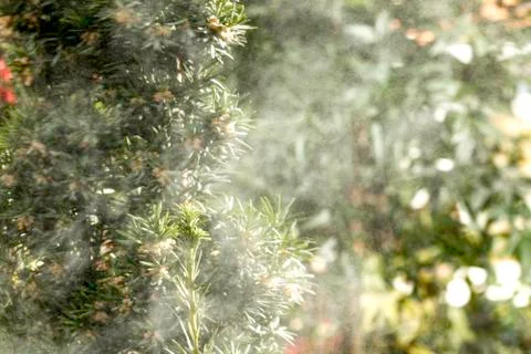 Spruce branches Stock-Fotos