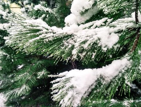 Spruce branches Фото