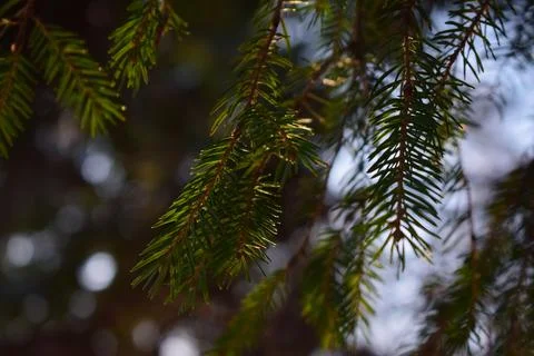 Spruce branches Stock Photos