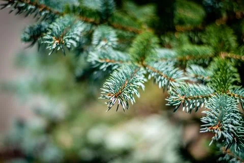 Spruce branches Stock Photos