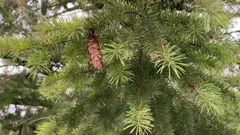 Spruce branches with pine cone moving in wind, forest background, 4K 動画素材 329989410
