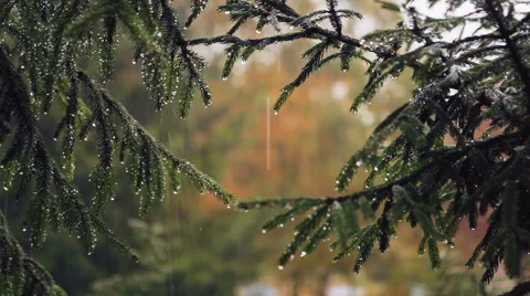 The spruce branches in the rain. Stock Footage 68488233