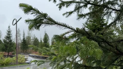 Spruce branches in the rain Stock Footage 265016672