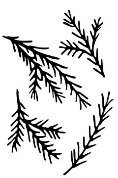 Spruce branches set. Hand drawn vector illustration. Outline. Doodle Stock Illustration