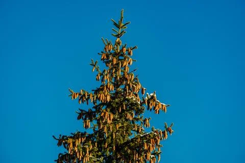 Spruce branches in the sky background Stock Photos