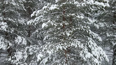 Spruce branches in the snow aerial view Stock Footage 169243476