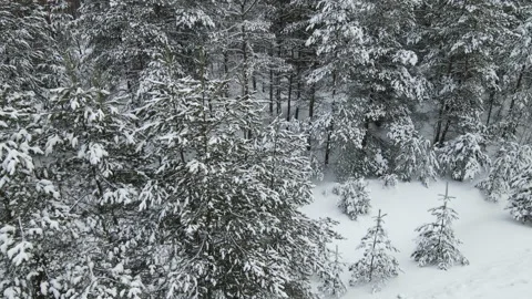 Spruce branches in the snow aerial view Stock Footage 169245386