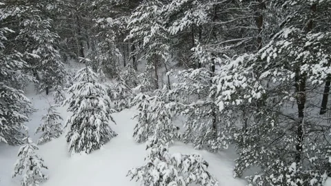 Spruce branches in the snow aerial view Stock Footage 169245960