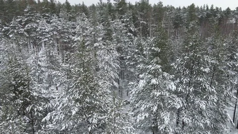 Spruce branches in the snow aerial view Stock Footage 169246577