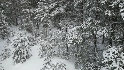 Spruce branches in the snow aerial view Stock Footage 169250104