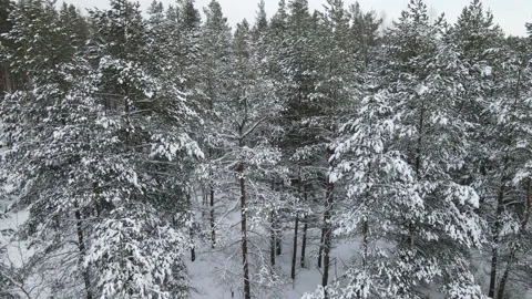 Spruce branches in the snow aerial view Stock Footage 169250762