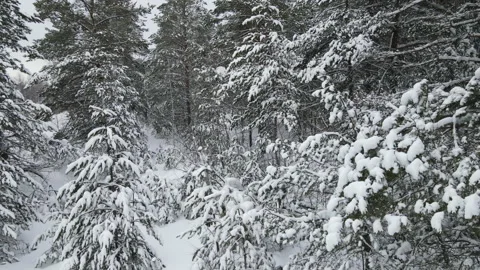 Spruce branches in the snow aerial view Stock Footage 169251616