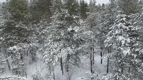 Spruce branches in the snow aerial view Stock Footage 169252238