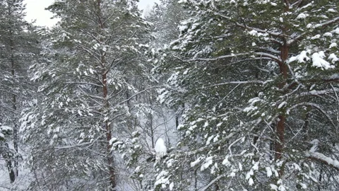Spruce branches in the snow aerial view Stock Footage 169254274