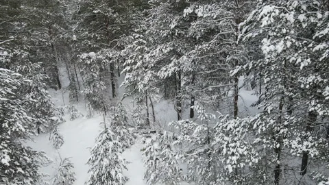 Spruce branches in the snow aerial view Stock Footage 169255227