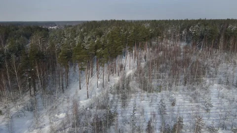Spruce branches in the snow aerial view Stock Footage 169255957