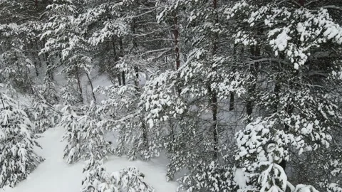 Spruce branches in the snow aerial view Stock Footage 169256733