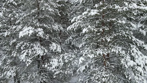 Spruce branches in the snow aerial view Stock Footage 169257630