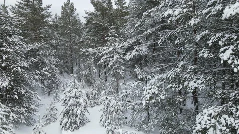 Spruce branches in the snow aerial view Stock Footage 169259505