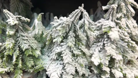 Spruce branches in the snow Stock Footage 255331073