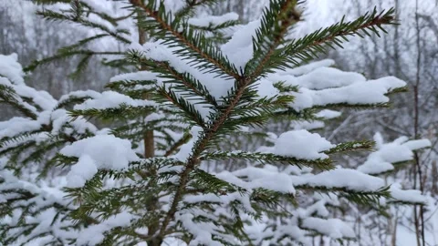 Spruce branches in the snow Video stock 296908338