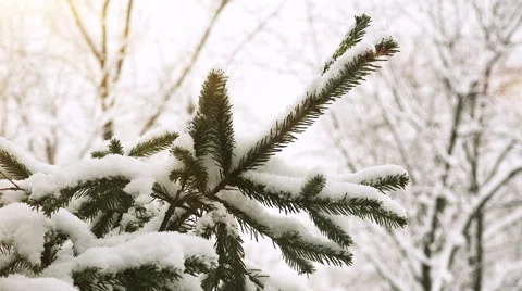 Spruce Branches with Snow Moving at Wind in a Winter Forest. 4K Video stock 46591102