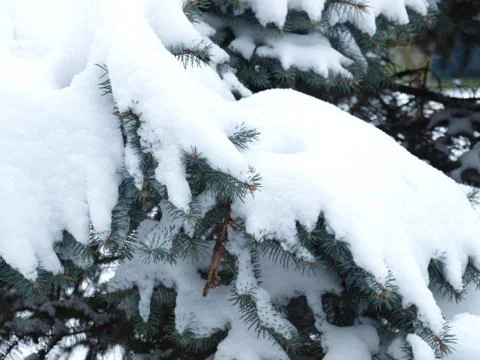 Spruce branches with snow Stock Photos