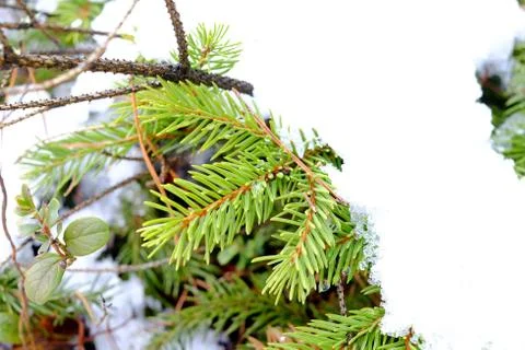 Spruce branches in the snow Stock Photos
