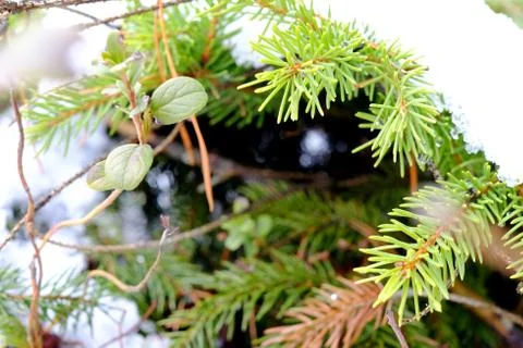 Spruce branches in the snow Stock Photos