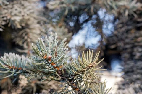 Spruce branches in the snow Foto stock