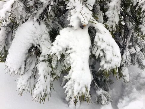 Spruce branches in the snow Foto stock